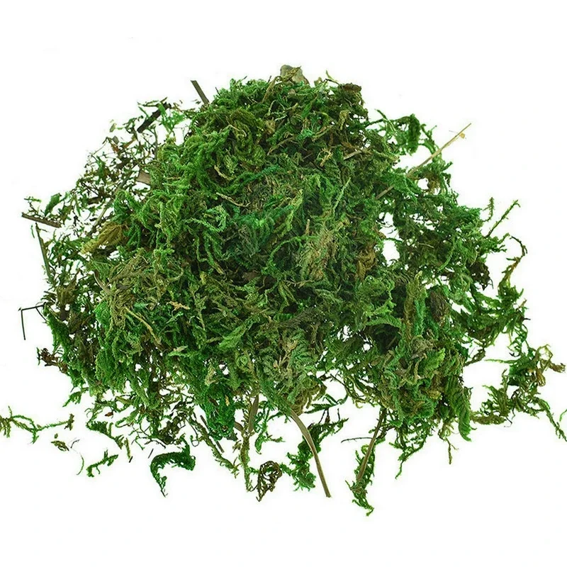 800G Dry Real Green Moss Decor - Preserved Moss Sheet ulasan dan harga