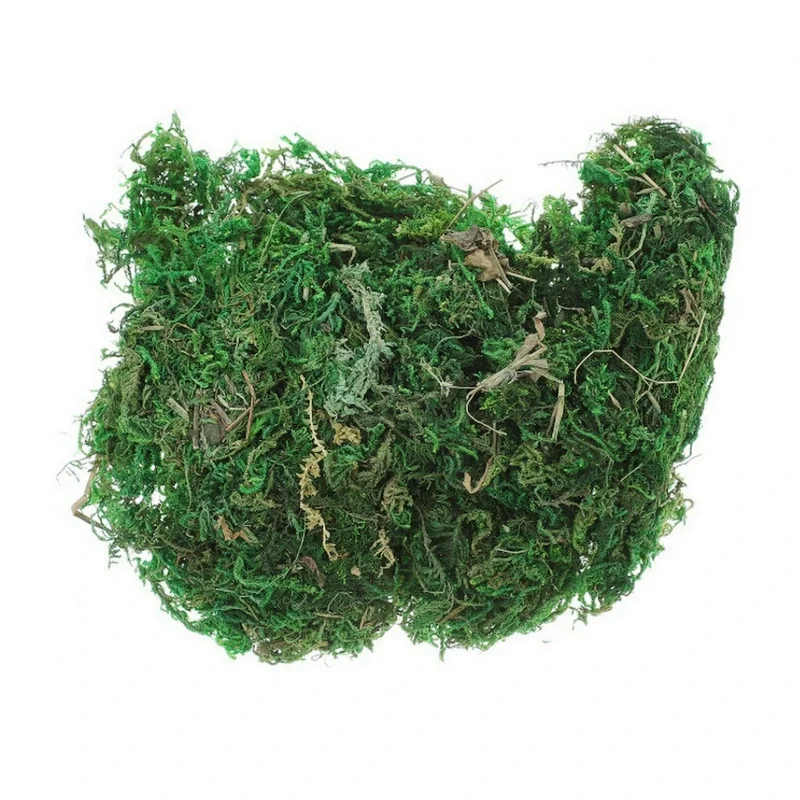 800G Dry Real Green Moss Decor - Preserved Moss Sheet ulasan dan harga