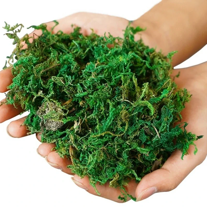800G Dry Real Green Moss Decor - Preserved Moss Sheet ulasan dan harga