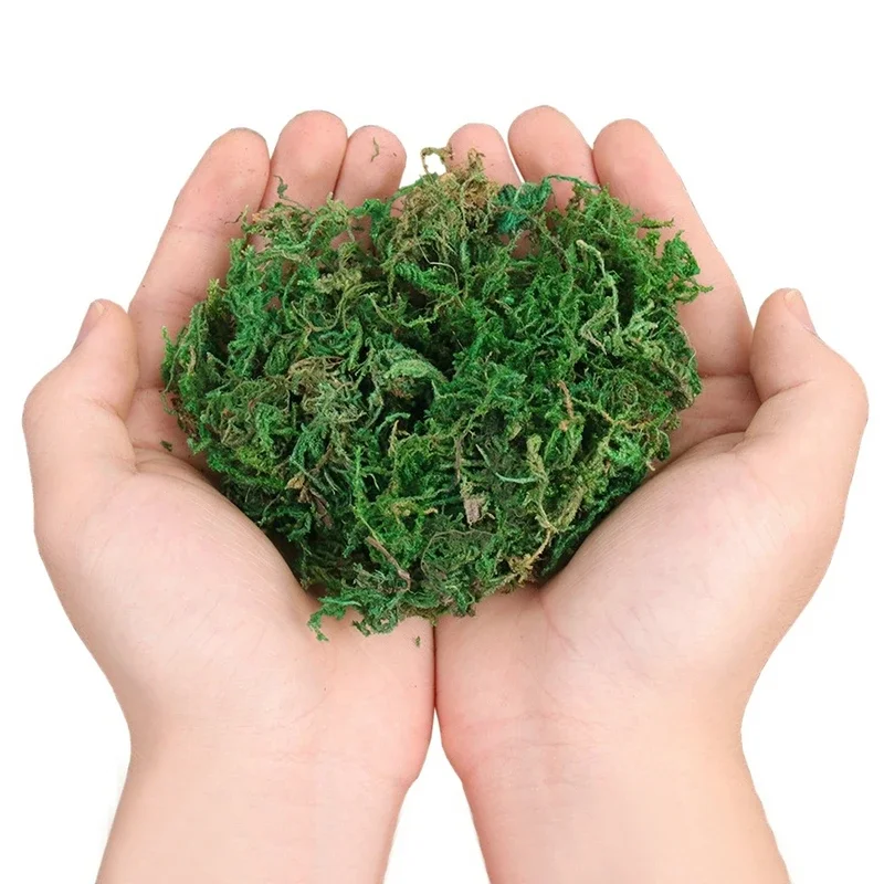 800G Dry Real Green Moss Decor - Preserved Moss Sheet ulasan dan harga