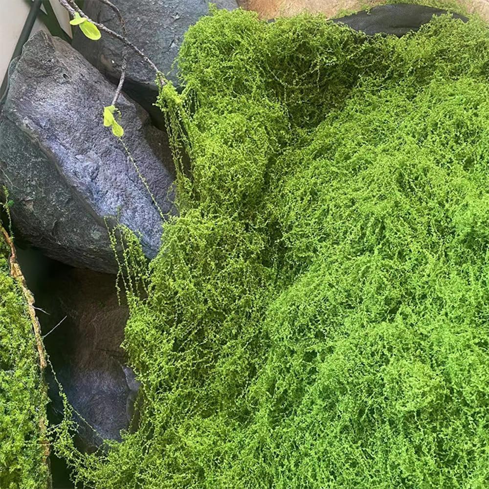 Artificial Preserved Moss Mat  - Preserved Moss Sheet ulasan dan harga